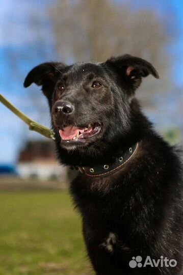 Молодая собака из приюта ждет семью
