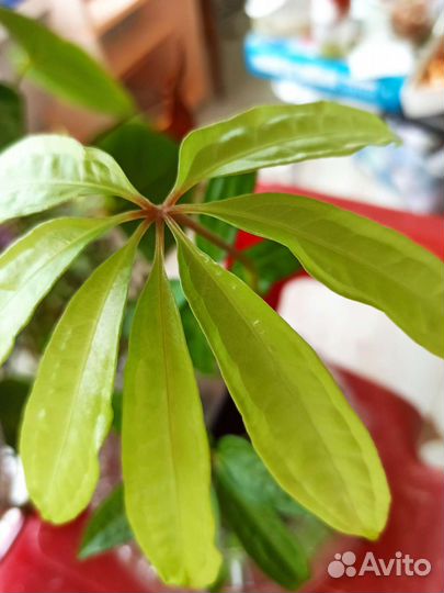 Комнатные растения