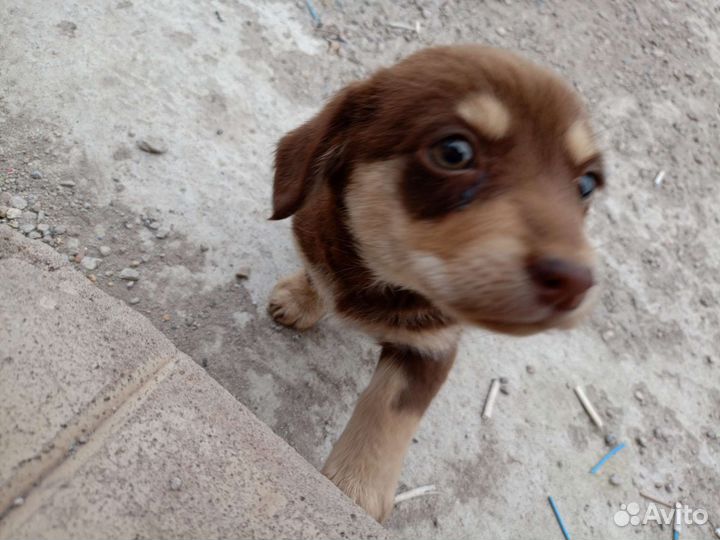 Маленькая собака в добрые руки бесплатно