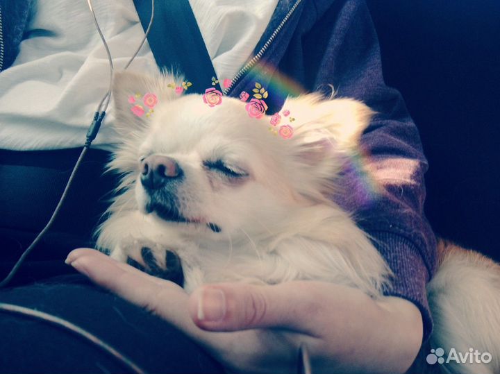 Выгул собак