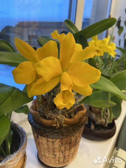 Орхидея Каттлея