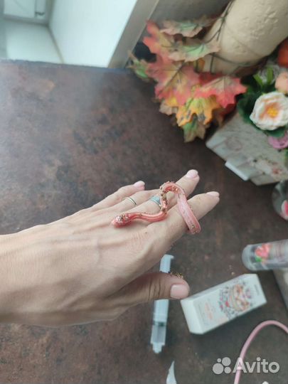 Малыши маисового полоза