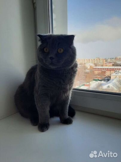 Британский кот вязка