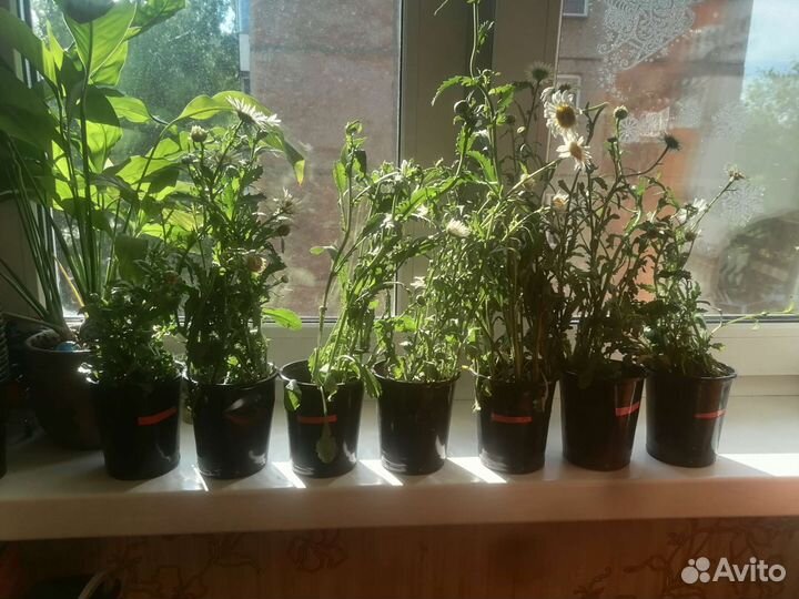 Ромашки Леокантемум Аляска