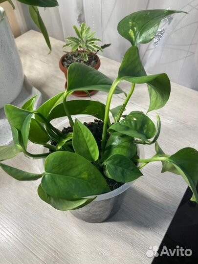 Комнатные растения цветы