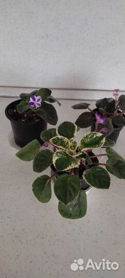 Комнатные и садовые цветы