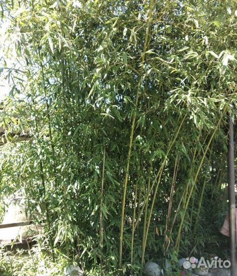 Корень Бамбук