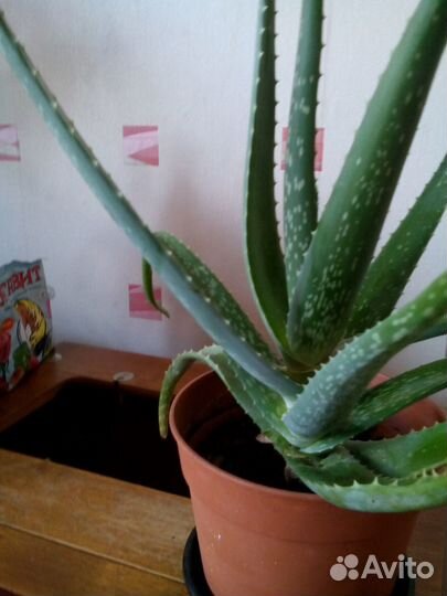 Продам взрослое 3х летнее алое Вера