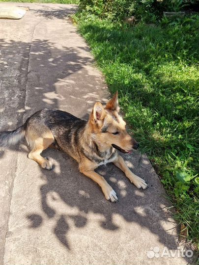 Отдадим собаку в хорошие руки