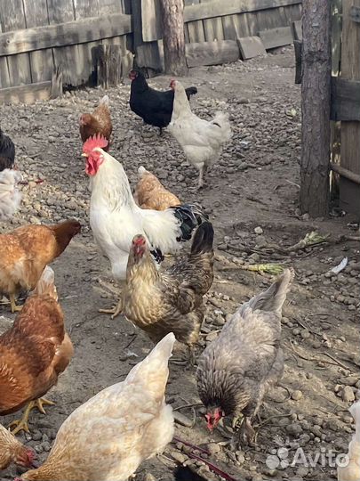 Куры несушки