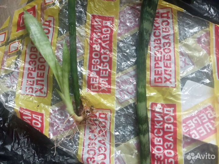 Росточки цветов