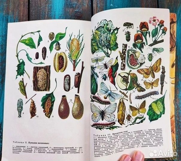 Насекомые друзья и враги деревьев и кустарников