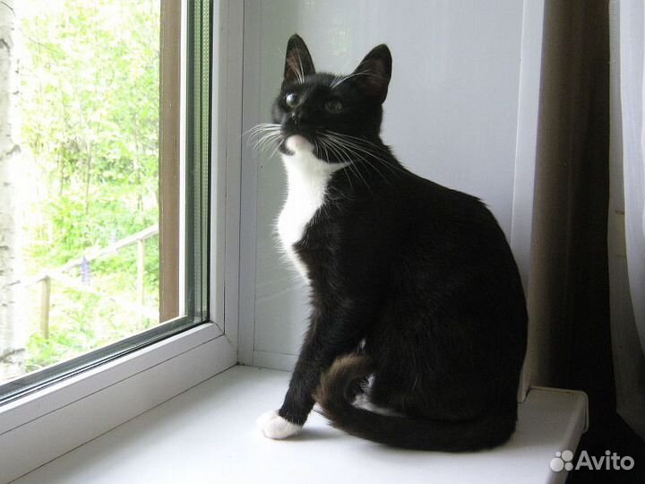 Котик Феликс ищет надежного хозяина