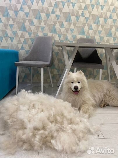 Шерсть самоеда