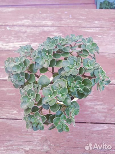 Аихризон-дерево любви/Строманта/глоксинии