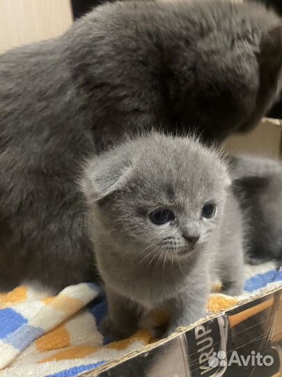 Шотландские котята