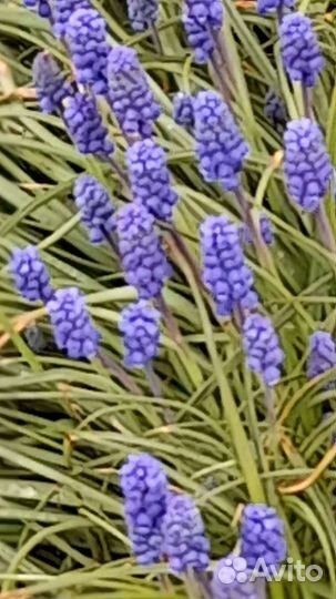 Садовые многолетники