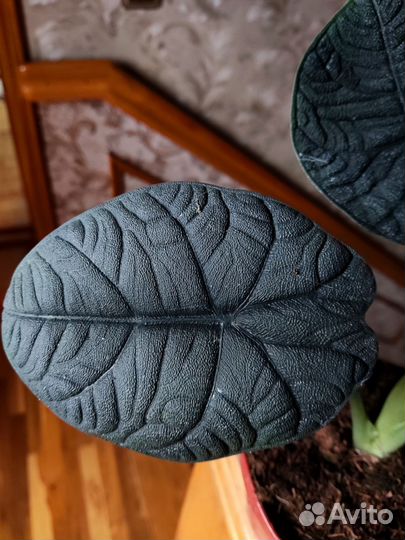 Алоказия мело