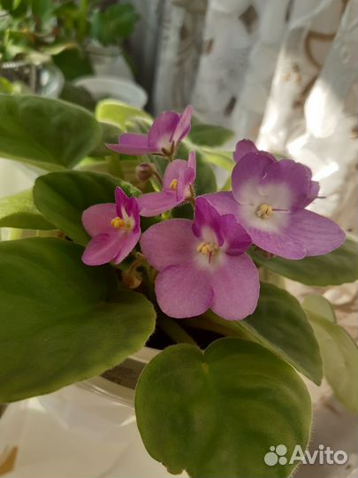 Продам комнатные фиалки сортовые