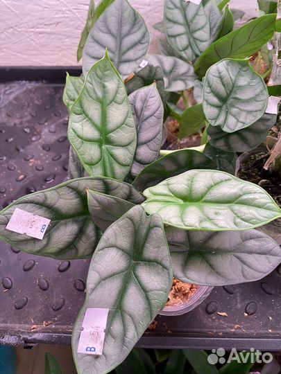 Alocasia 'Silver Dragon'