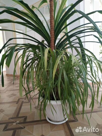 Комнатное растение Панданус