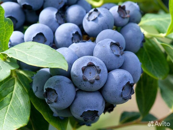 Голубика сорт Bluecrop