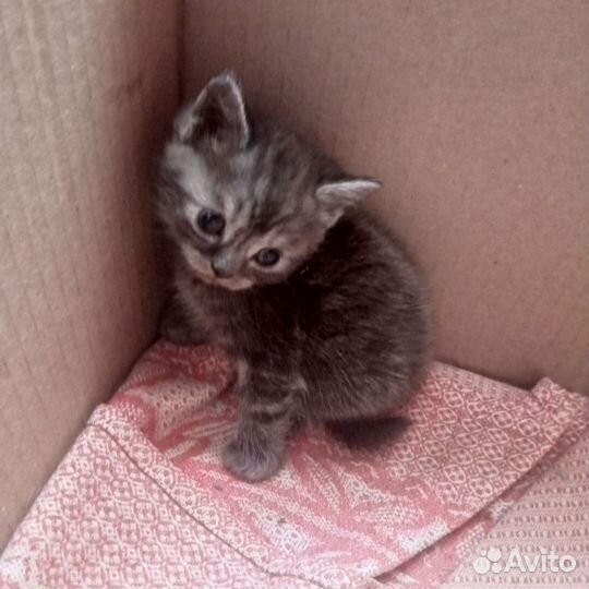 Шотландские котята