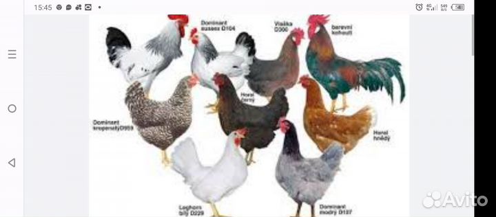 Инкубац. яйцо цыплята несушки и черномедныймаран