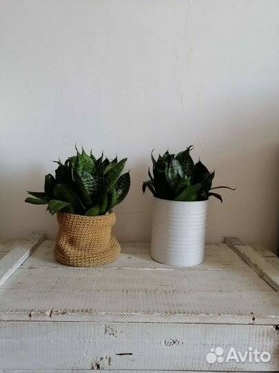 Сансевиерия щучий хвост