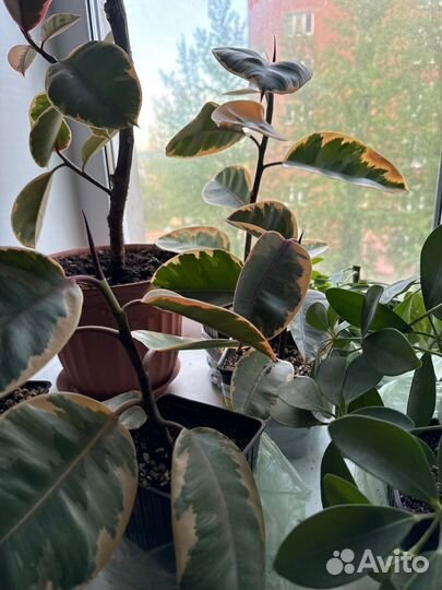 Фикус каучуконосный эластика