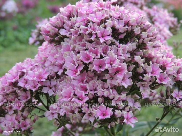 Флоксы 5 сортов