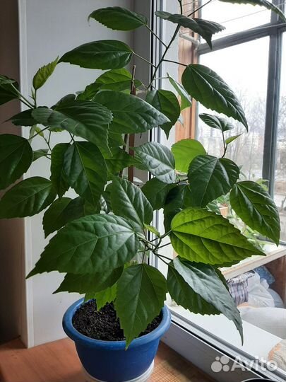 Роза китайская, гибискус