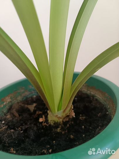 Гипераструмы