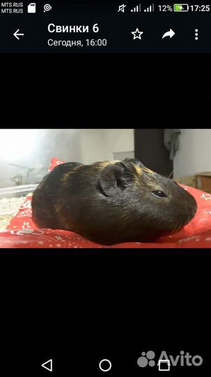 Морская свинка