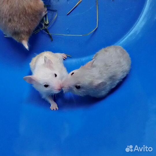 Маленькие сирийские хомячата