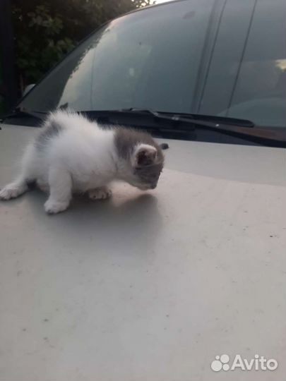 Отдам котят