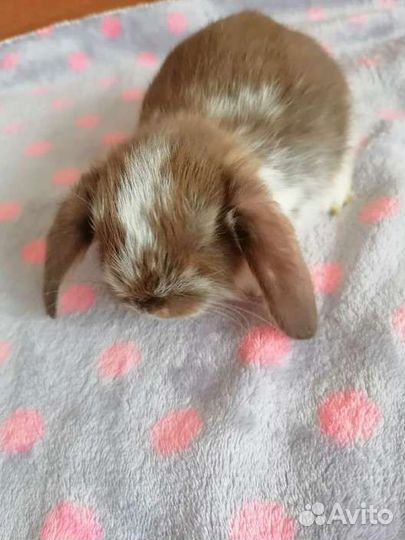 Кролики малыши вислоухие декоративные