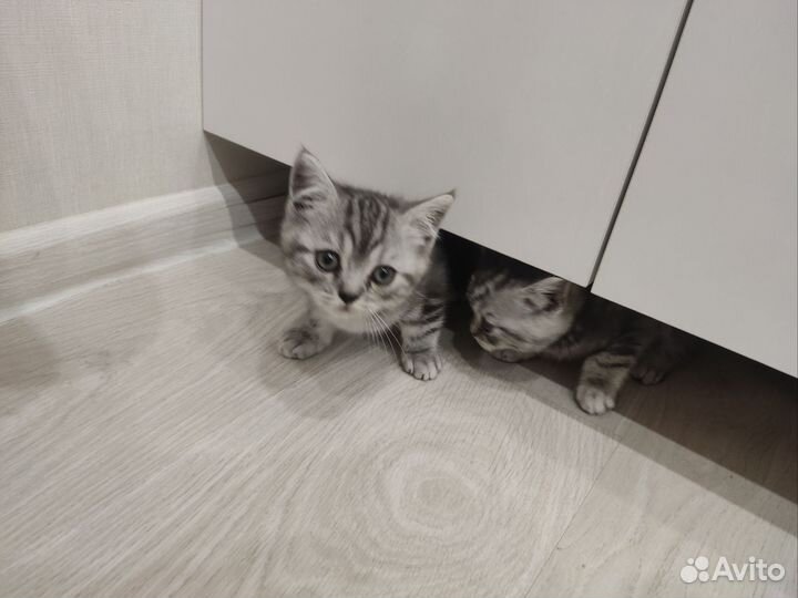 Шотландские котята