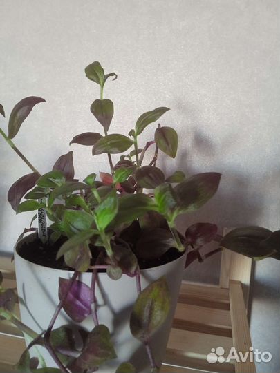 Традесканции разных сортов