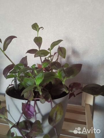 Традесканции разных сортов