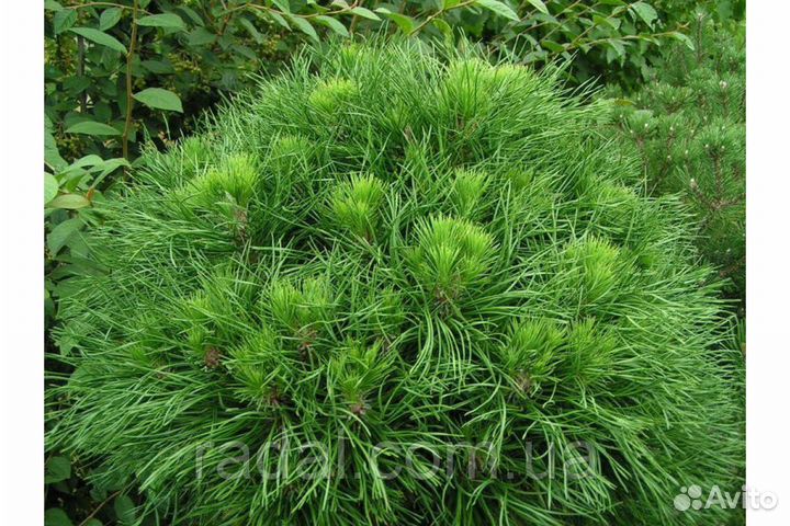 Сосны чёрные Спилберг,Грин Тауэр,Комет,Орегон Грин