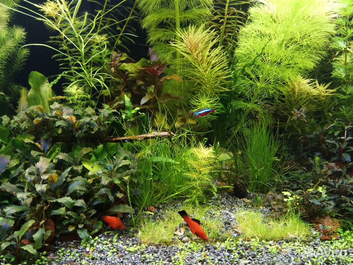 Аквариумные растения после прополки