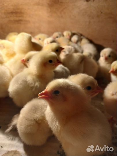 Цыплята породы Адлерская серебристая