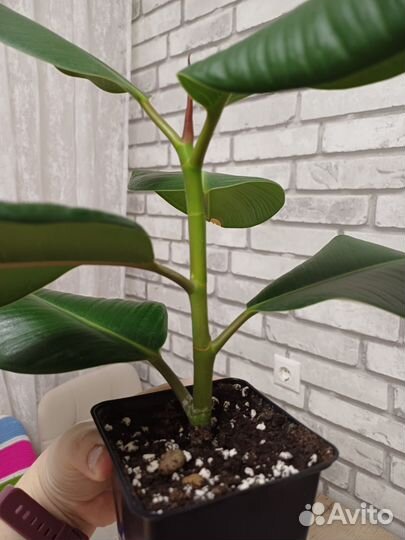 Фикус каучуконосный