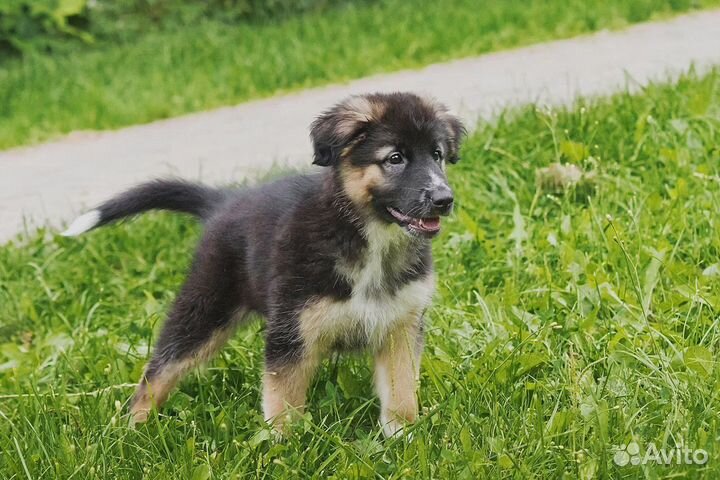 Щенок девочка в добрые руки бесплатно