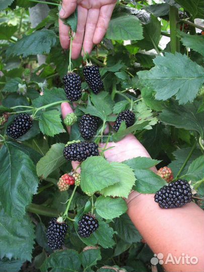 Саженцы ежевики