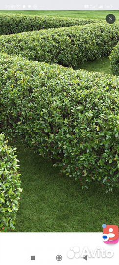 Кизильник блестящий (Cotoneaster lucidus