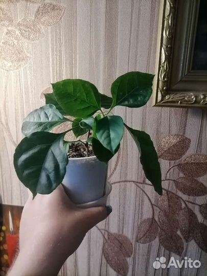 Домашние растения, цветы