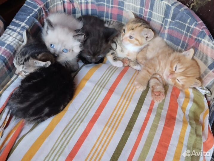 Котята в добрые руки