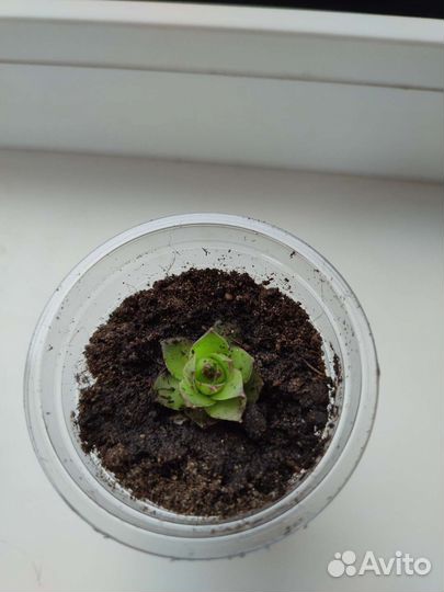 Молодило каменная роза